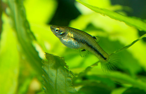 Heterandria formosa